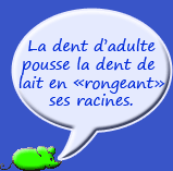 les dents de lait tombent