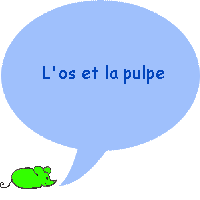 Quelles sont les parties de la couronne de la dent ?