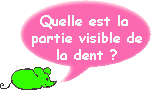 Comment s'appelle la partie visible de la dent ?