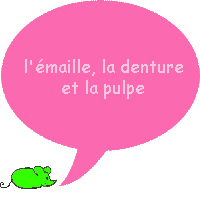 Quelles sont les parties de la couronne ?