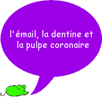 Quelles sont les parties de la couronne de la dent ?