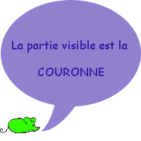 La partie visible de la dent s'appelle la couronne ! : vrai ou faux ?