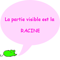 La partie visible de la dent s'appelle la racine !