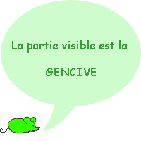 La partie visible de la dent est la gencive