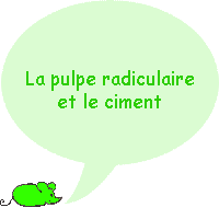 Quelles sont les parties de la racine de la dent ?
