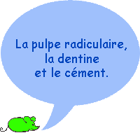 Quelles sont les parties de la racine