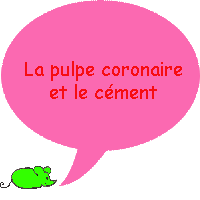 Quelles sont les parties de la racine ?