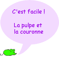 Quelles sont les parties de la racine ?