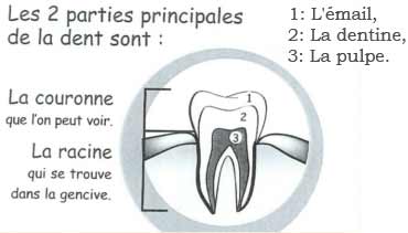 parties de la dent