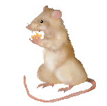 gif de souris